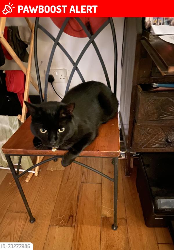 Lost Male Cat last seen Around 60 horningsea road, Fen Ditton, England CB5 8TD