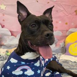 Shelter Stray Female Dog last seen Near, 2600 S Harding St, Indianapolis, IN 46221, USA