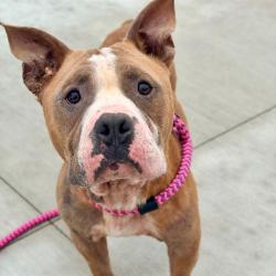 Shelter Stray Male Dog last seen Near, 2600 S Harding St, Indianapolis, IN 46221, USA
