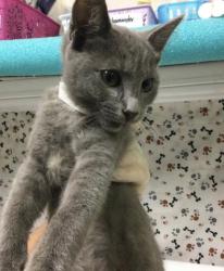 Shelter Stray Female Cat last seen Near BLOCK CYPRESS AVE, RIVERSIDE, CA, 6851 Van Buren Boulevard, Jurupa Valley, CA 92509, USA