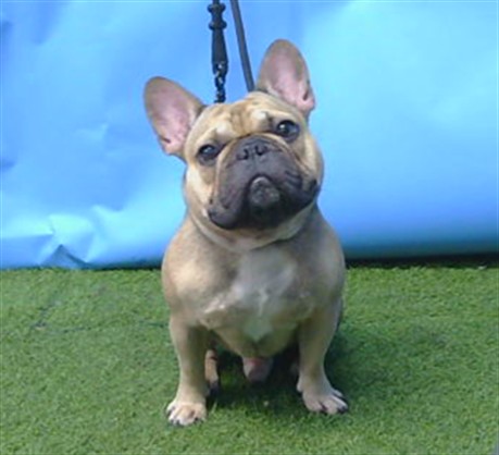 Shelter Stray Male Dog last seen , 216 W Victoria St, Gardena, CA 90248, USA