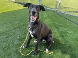 Shelter Stray Female Dog last seen , 3201 Lacy St, Los Angeles, CA 90031, USA
