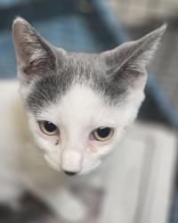 Shelter Stray Female Cat last seen , 3201 Lacy St, Los Angeles, CA 90031, USA