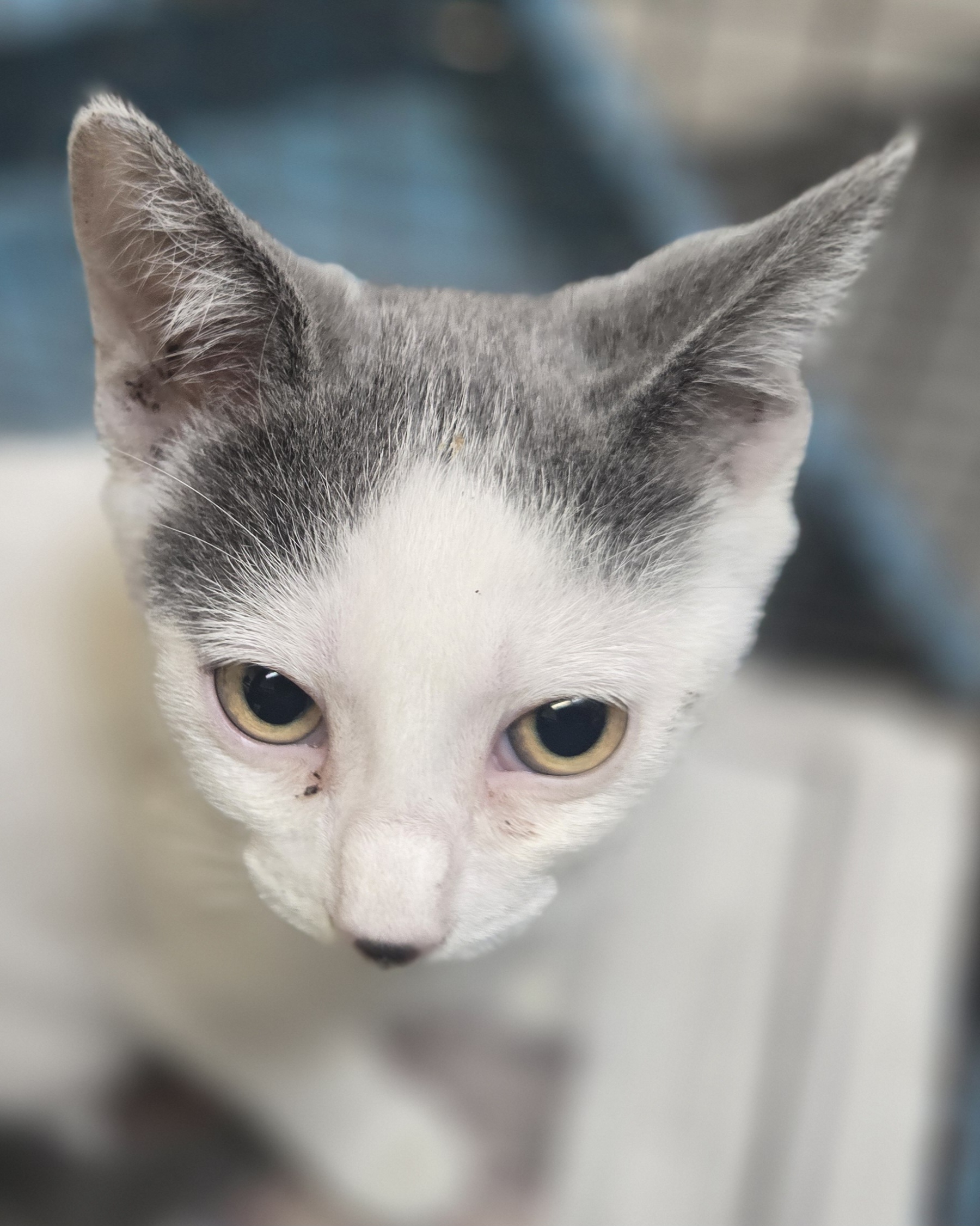 Shelter Stray Female Cat last seen , 3201 Lacy St, Los Angeles, CA 90031, USA
