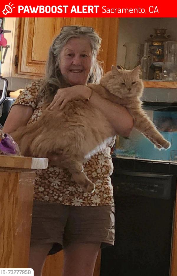 Lost Male Cat last seen Carnation, Sacramento, CA 95822