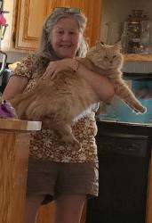 Lost Male Cat last seen Carnation, Sacramento, CA 95822