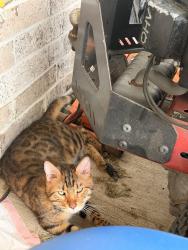 Reunited Unknown Cat last seen ashford bend ln, Missouri City, TX 77545