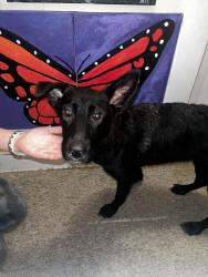 Found/Stray Female Dog last seen Williams st, Columbus, OH 43214