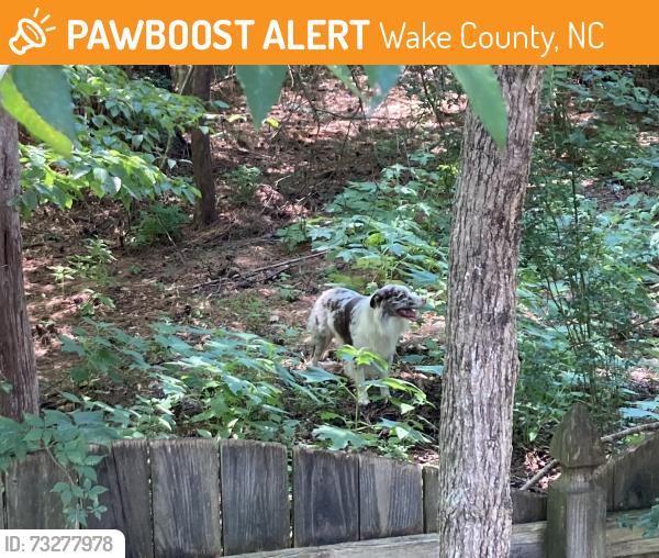 Found/Stray Male Dog last seen Wakefield Estates Neighborhood, Wake Forest, Wake County, NC 27587