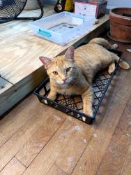 Reunited Male Cat last seen Clifton, Lakewood, OH 44107