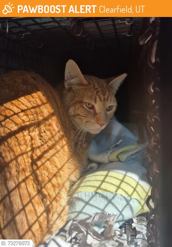 Found/Stray Male Cat last seen Holiday gas station, Clearfield, UT 84015