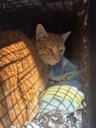 Found/Stray Male Cat last seen Holiday gas station, Clearfield, UT 84015