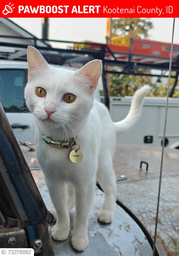 Lost Female Cat last seen North timber ridge road Rathdrum Idaho, Kootenai County, ID 83858