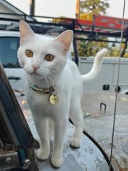 Lost Female Cat last seen North timber ridge road Rathdrum Idaho, Kootenai County, ID 83858