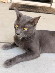 Found/Stray Male Cat last seen Neighborhood across from Otay Ranch Mall and Walmart Eastlake, Chula Vista, CA 91915