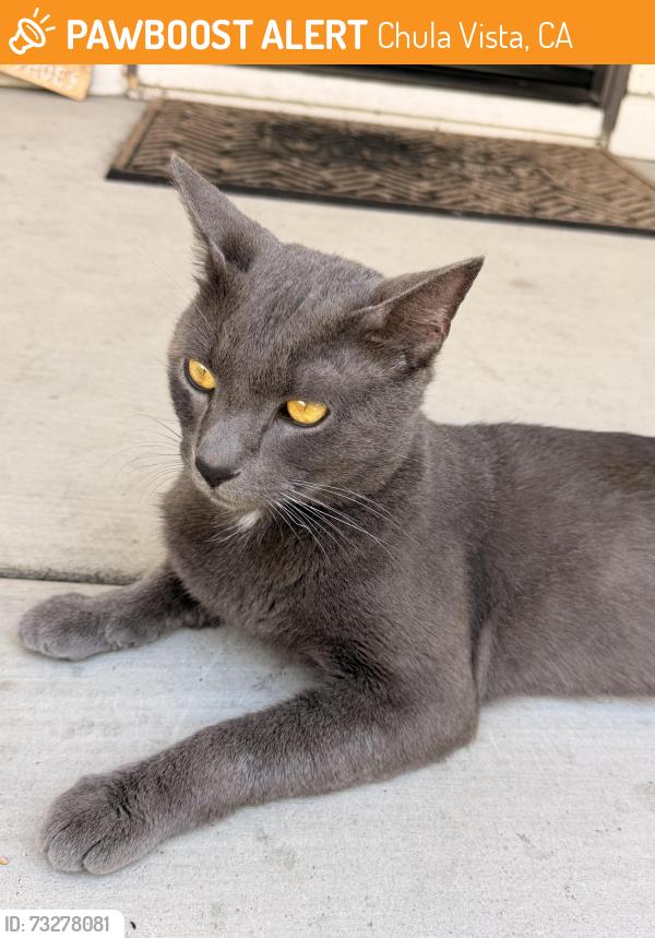Found/Stray Male Cat last seen Neighborhood across from Otay Ranch Mall and Walmart Eastlake, Chula Vista, CA 91915