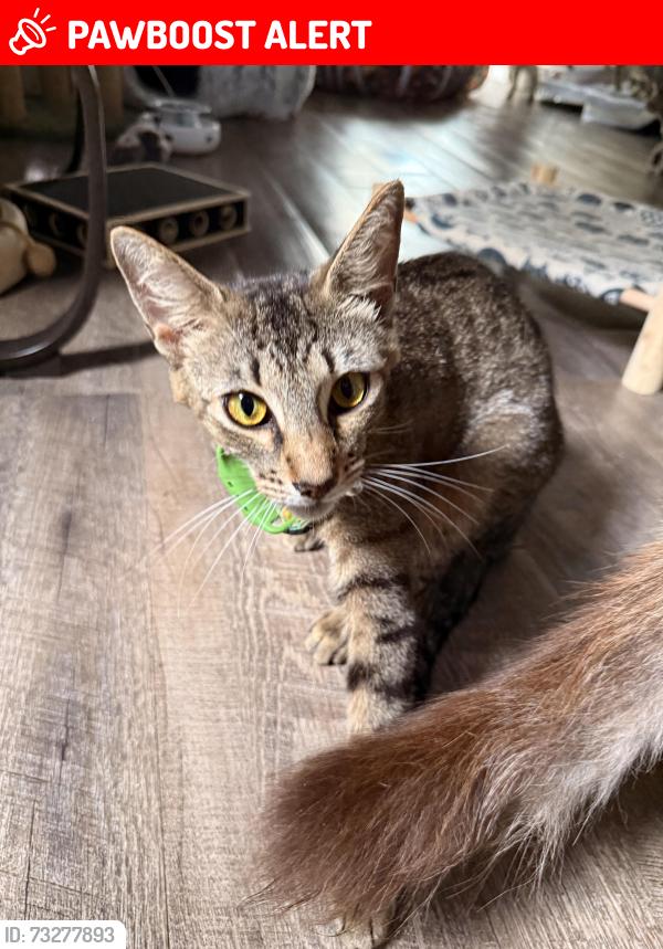 Lost Female Cat last seen SR 47, Columbia County, FL 32024