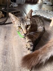 Lost Female Cat last seen SR 47, Columbia County, FL 32024