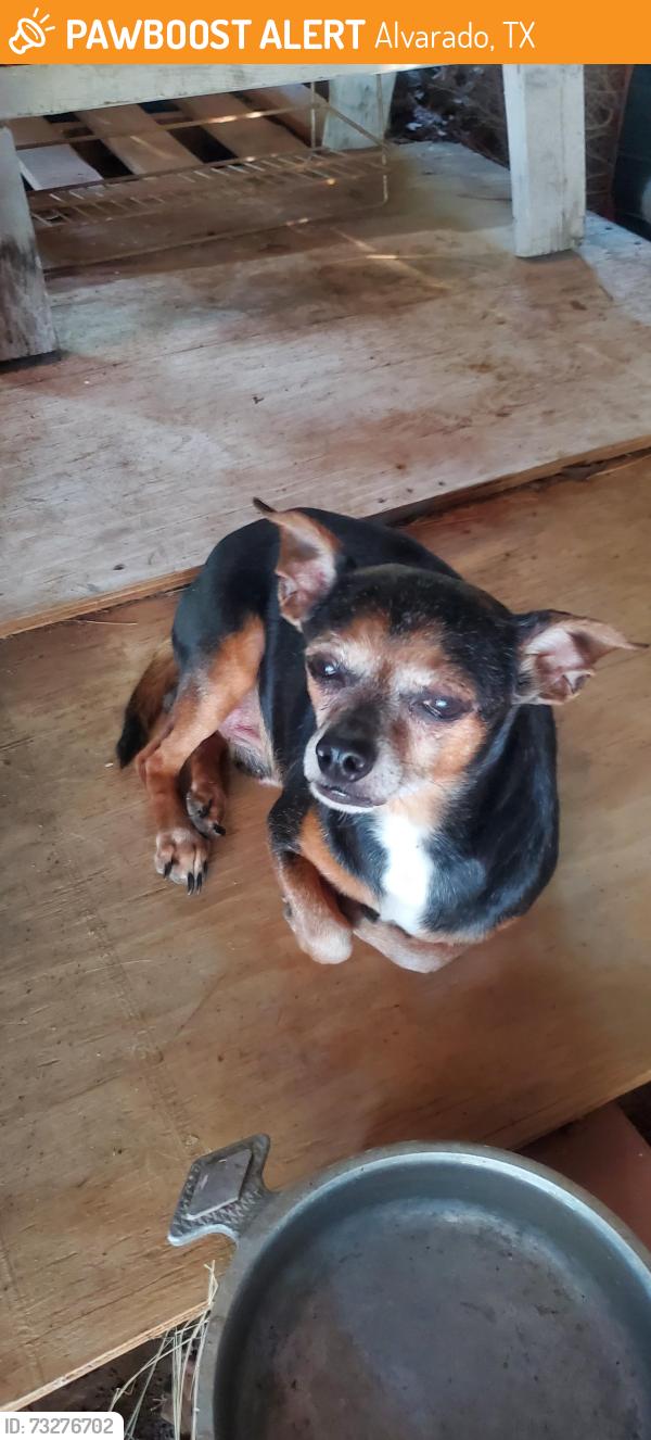 Found/Stray Male Dog last seen Alvarado Oaks @Hwy 67, Alvarado Tx, Alvarado, TX 76009