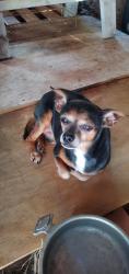 Found/Stray Male Dog last seen Alvarado Oaks @Hwy 67, Alvarado Tx, Alvarado, TX 76009