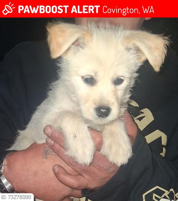 Lost Female Dog last seen Timberlane way se, Covington, WA 98042