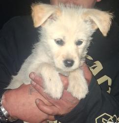 Lost Female Dog last seen Timberlane way se, Covington, WA 98042