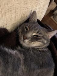 Lost Female Cat last seen Pelham Park, Pelham, AL 35124