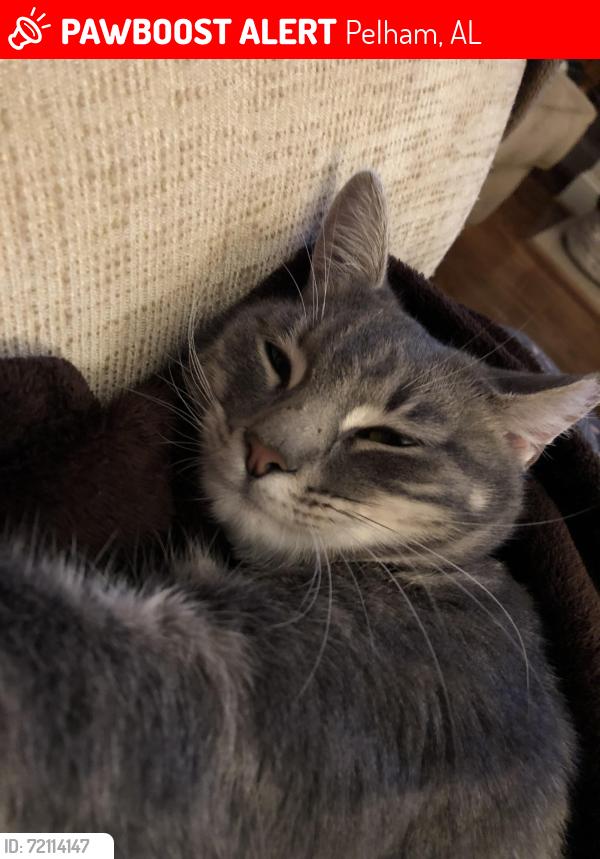 Lost Female Cat last seen Pelham Park, Pelham, AL 35124