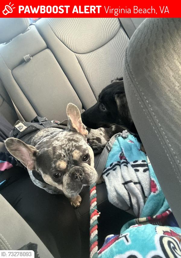 Lost Male Dog last seen Baker street and diamond springs, Virginia Beach, VA 23462