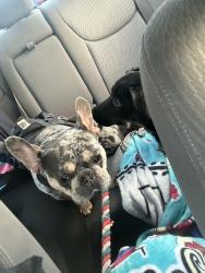 Lost Male Dog last seen Baker street and diamond springs, Virginia Beach, VA 23462