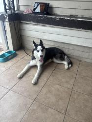 Reunited Male Dog last seen Near Dahill Rd, Brooklyn, NY 11204, Brooklyn, NY 11204