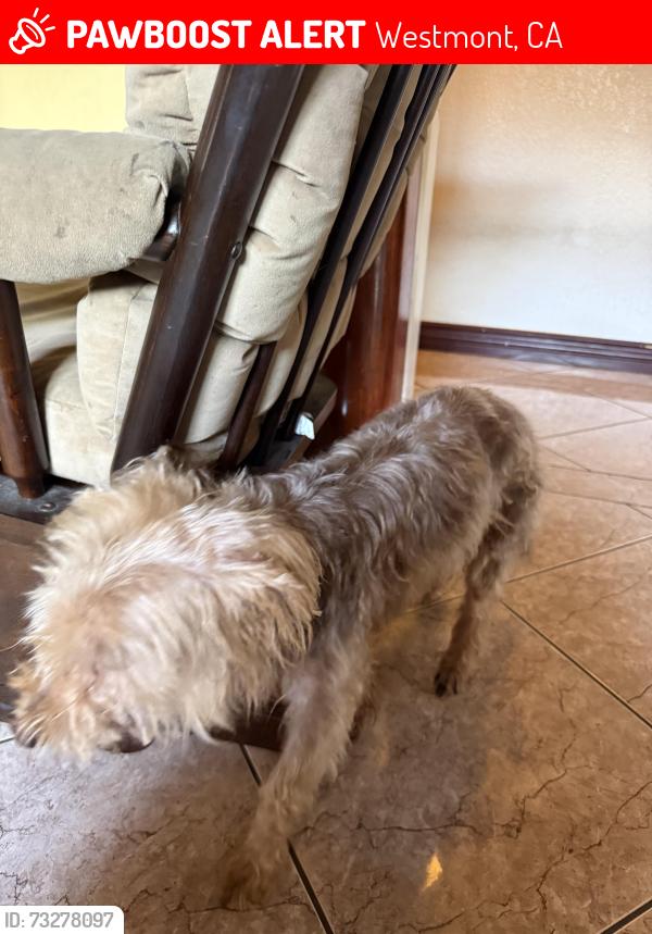Lost Male Dog last seen 90th and Vermont, Westmont, CA 90044
