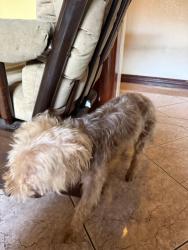 Lost Male Dog last seen 90th and Vermont, Westmont, CA 90044