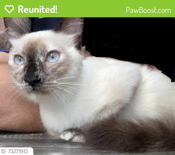 Reunited Female Cat last seen County road 127, Pearland, TX 77581