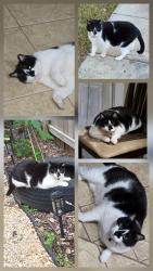 Lost Male Cat last seen Schertz TX, Schertz, TX 78154
