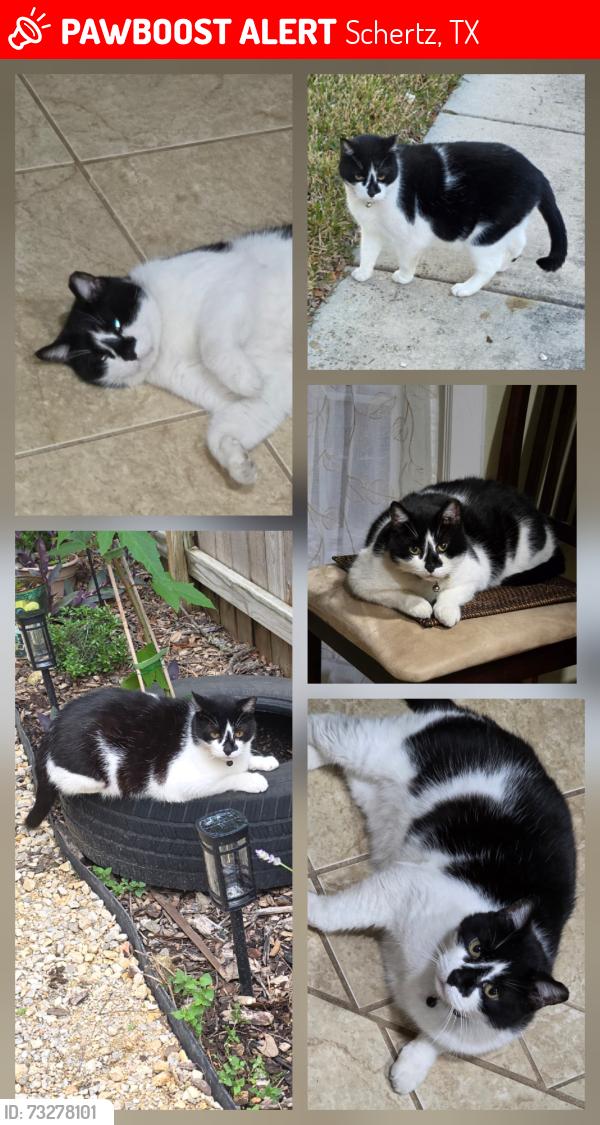 Lost Male Cat last seen Schertz TX, Schertz, TX 78154