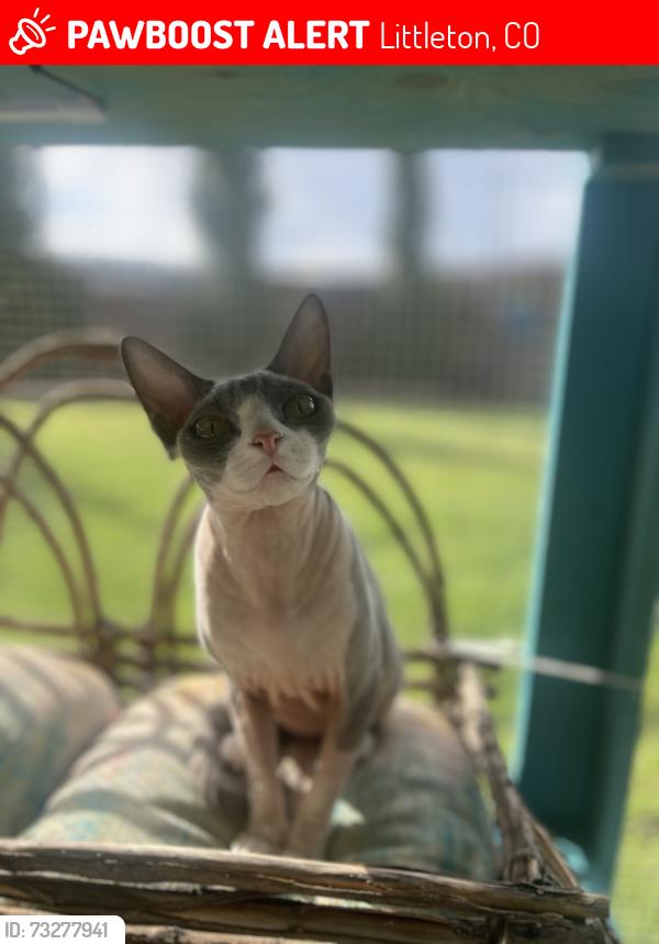 Lost Female Cat last seen W Caley Dr and Polk, Littleton, CO 80123