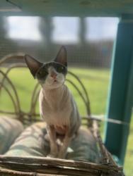 Lost Female Cat last seen W Caley Dr and Polk, Littleton, CO 80123