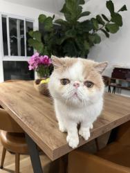 Reunited Male Cat last seen Lake Murray blvd and Jackson, San Diego, CA 92119
