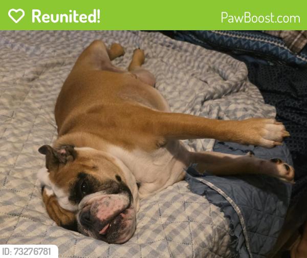 Reunited Male Dog last seen Howison and Shabbona Grove Rd, Waterman, IL 60556