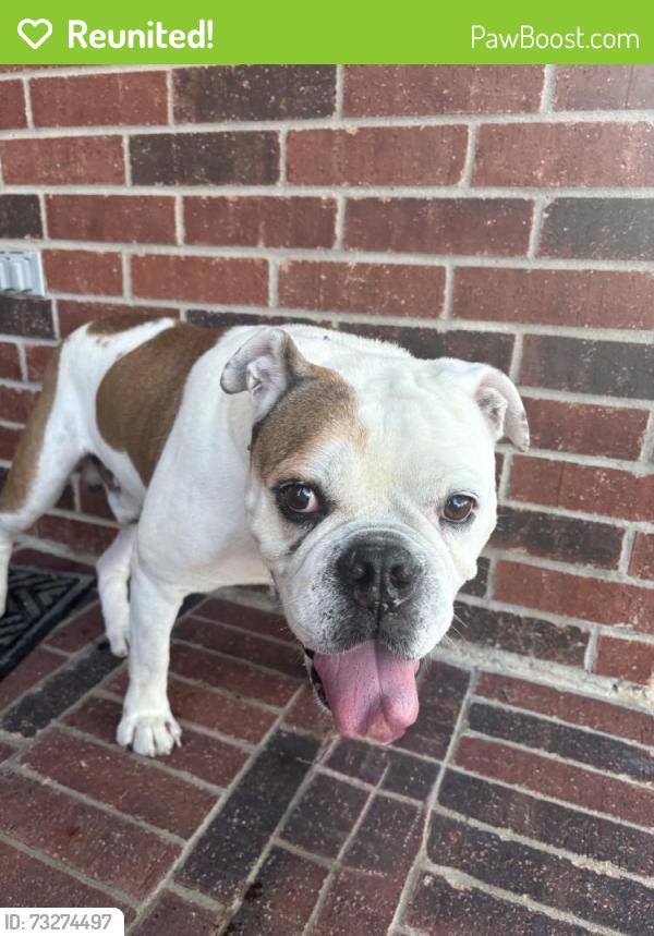 Reunited Male Dog last seen Near Blackhawk Blvd, Houston, TX 77089, USA, Houston, TX 77089