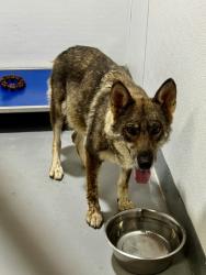 Shelter Stray Female Dog last seen Near Block Of Grady, FOREST HILL, TX, 3961 Bluebell Dr, Everman, TX 76140, USA