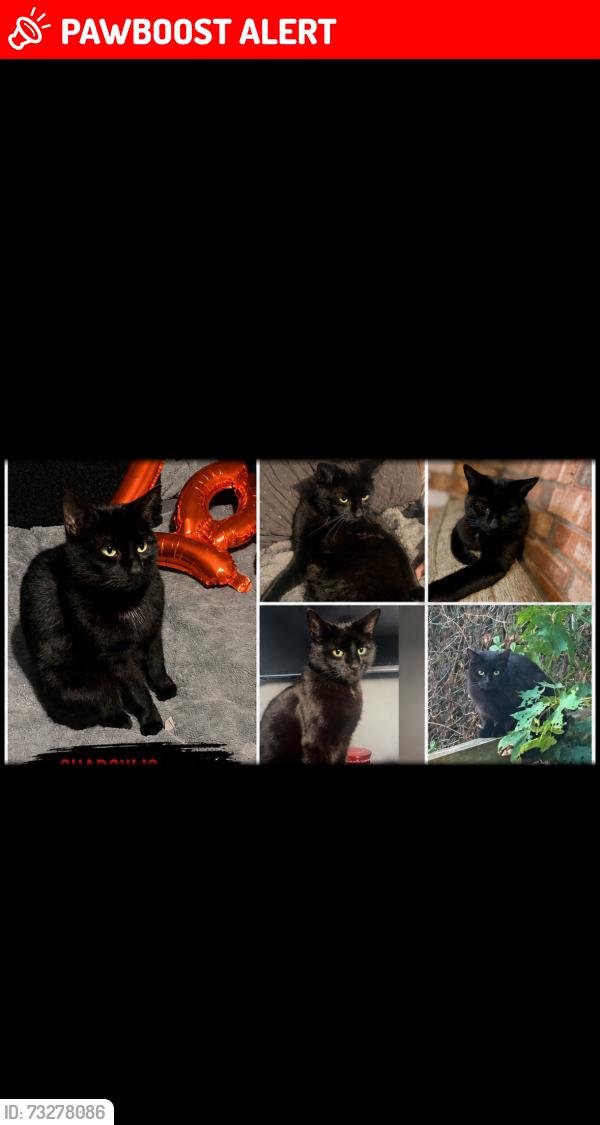 Lost Male Cat last seen Atlas road, Earls Colne, England 