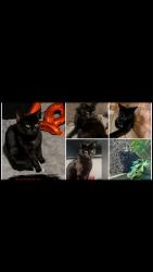 Lost Male Cat last seen Atlas road, Earls Colne, England 