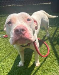 Shelter Stray Female Dog last seen Near Eastern Ave., 21224, MD, 2490 Giles Rd, Baltimore, MD 21225, USA