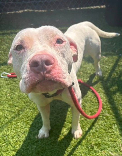 Shelter Stray Female Dog last seen Near Eastern Ave., 21224, MD, 2490 Giles Rd, Baltimore, MD 21225, USA