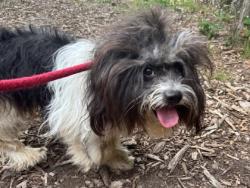 Shelter Stray Male Dog last seen Near melbourne rd, 21229, MD, 2490 Giles Rd, Baltimore, MD 21225, USA