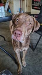 Reunited Male Dog last seen Near woodcroft drive, Goldsboro,NC,27534, Goldsboro, NC 27534