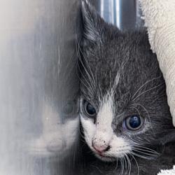 Shelter Stray Female Cat last seen Agriculture Drive, Madison 16, City of, WI, 5132 Voges Rd, Madison, WI 53718, USA
