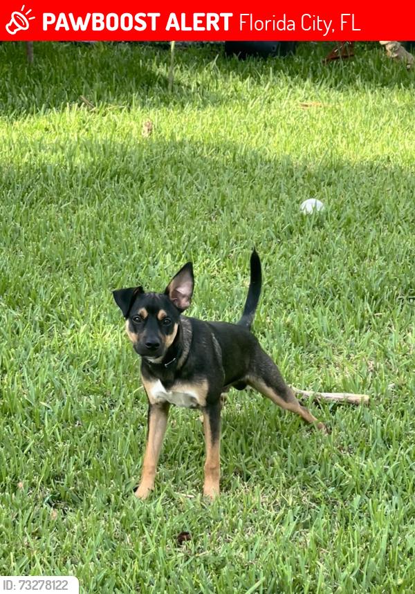 Lost Male Dog last seen Fasulo park, Florida City, FL 33034